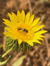 Leafcutter Bee on Great Valley gumweed