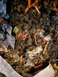Red Wrigglers