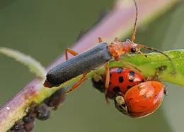Soldier and Ladybird Beetles eating aphids - Courtesy UCANR