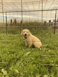 a puppy sits in a grassy field