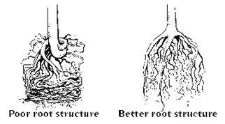 Examine root ball for healthy root structure shown on right