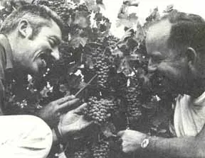 Bethell Delfino grape pic contrast adjusted cropped 4