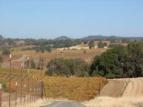 Vineyards with road web pic IMG_0151