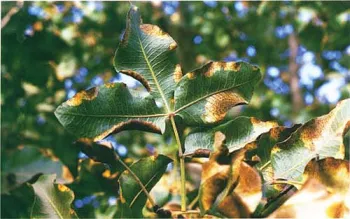 By converting from flood to buried drip irrigation, the orchard microclimate can be altered to improve the yield of marketable fruit, without fungicide sprays. Alternaria late blight symptoms are apparent on pistachio leaves, above.