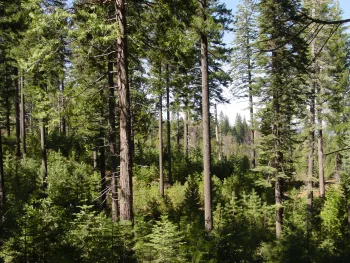 Forest regenerating through use of a shelterwood cut