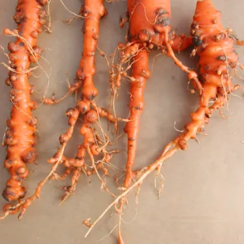 root-knot nematode damage on carrots