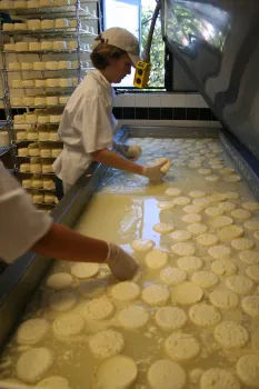 Cheese wheels being made