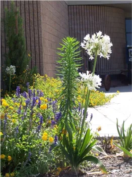 horseweed (Conyza canadensis) in UC landscape