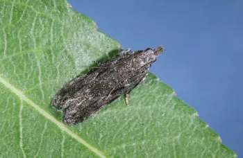 Adult peach twig borer