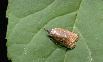 Omnivorous leafroller