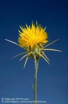 Yellow starthistle UCIPM