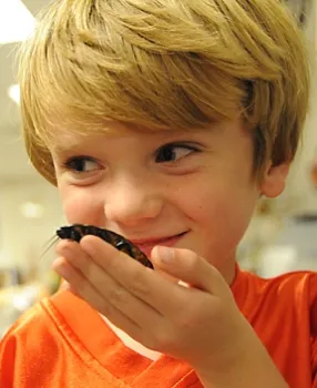 Mick Dunning, 6, and a Madagascar hissing cockroach. (Photo by Kathy Keatley Garvey)