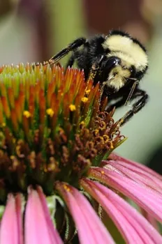 Yellow-faced bumble bee, Bombus vosnesenskii. (Photo by Kathy Keatley Garvey)
