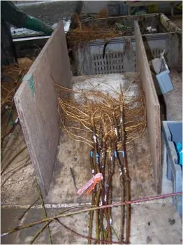 bareroot almond nursery stock UCD Hanson