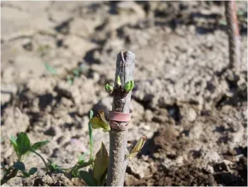 budded almond nursery stock UCD Hanson