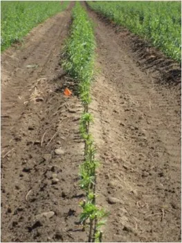 herbicide injury on peach rootstock UCD Hanson