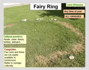 Fairy Ring