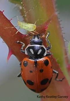 Predator and the prey. (Photo by Kathy Keatley Garvey)