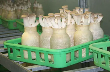 King oyster mushrooms approach harvest time.