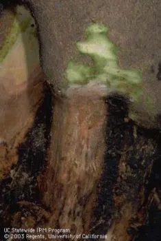 Dry Root Rot. Photo by Jack Kelly Clark.