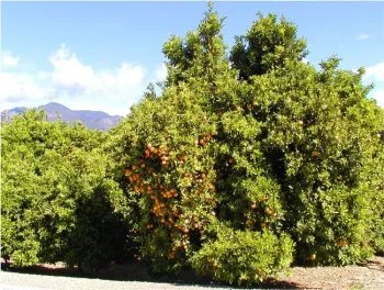 simazine degradation in citrus orchards UCD Weed Science BDH