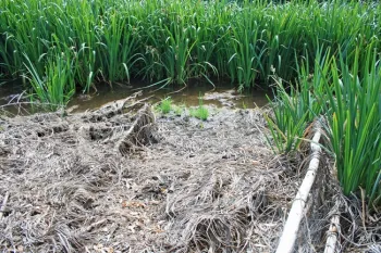 Drizzle treatment with imazapyr (20%, 2.5 gpa)