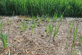 Drizzle treatment with glyphosate (20%, 10 gpa)