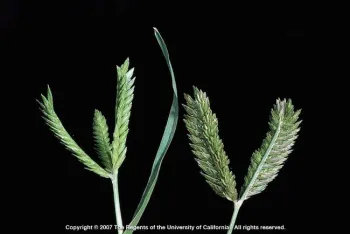 Threespike goosegrass Eleusine tristachya) inflorescences. J.M. DiTomaso