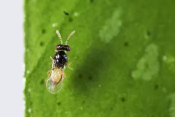 Tamarixia wasp parasite. Photo: M. Lewis