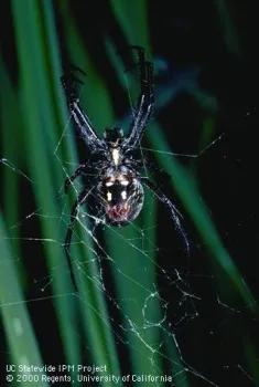 Adult western spotted orbweaver