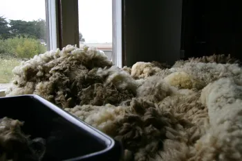 Wool
