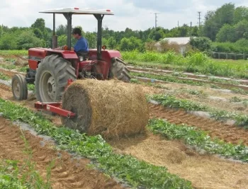 Straw roller in the field