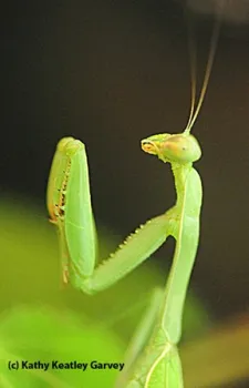 Praying mantis