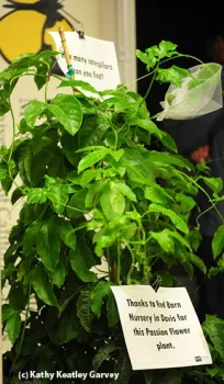 Potted passionflower vine. (Photo by Kathy Keatley Garvey)