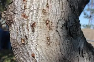 Polyphagous shothole borer