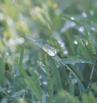 Wet_grass