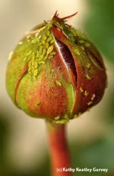 An aphid-covered rosebud awaits a ladybug. (Photo by Kathy Keatley Garvey)