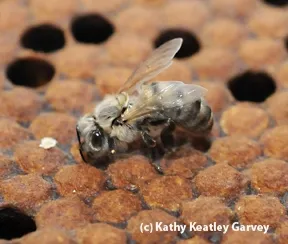 Newly emerged honey bee. (Photo by Kathy Keatley Garvey)