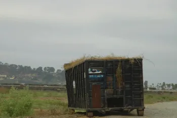 Dumpster filled with weeds