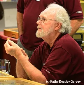 Robbin Thorp holding a male Valley carpenter bee. (Photo by Kathy Keatley Garvey)
