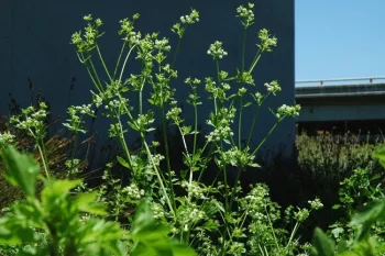 Wild celery (Apium graveolens)