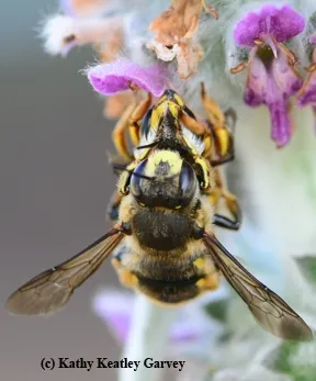 A mating pair of European wool carder bees (Anthidium manicatum) on lamb's ear. (Photo by Kathy Keatley Garvey)
