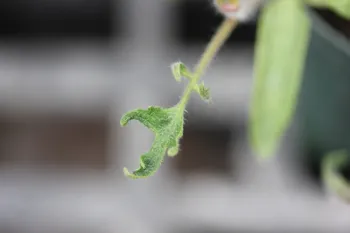 Cupping of tomato leaf