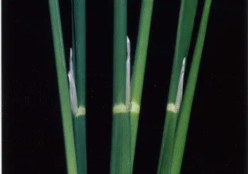 Figure 1. The low temperature sensitive stage of pollen development occurs when the collar of the flag leaf and the collar of the previous leaf align (center plant in photo).