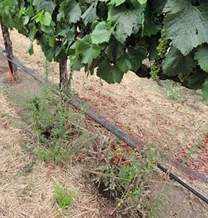 Panicle willowherb (above) and horseweed are new to the Napa area and represent some of the biggest challenges at present.