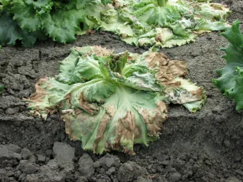 Tomato Bushy Stunt Virus Example 2