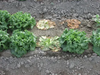 Tomato Bushy Stunt Virus Example 3