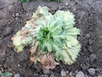 Tomato Bushy Stunt Virus Example 1