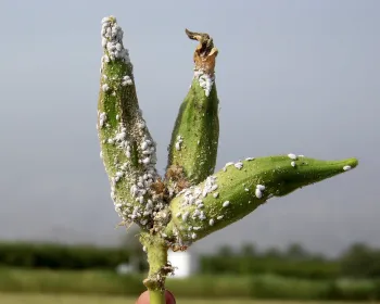 Cotton Mealybug Example 1