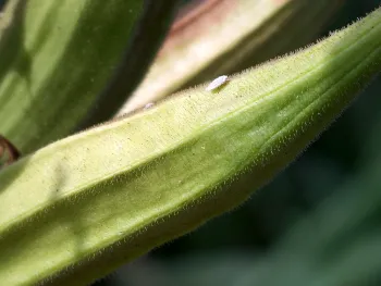 Cotton Mealybug Example 2